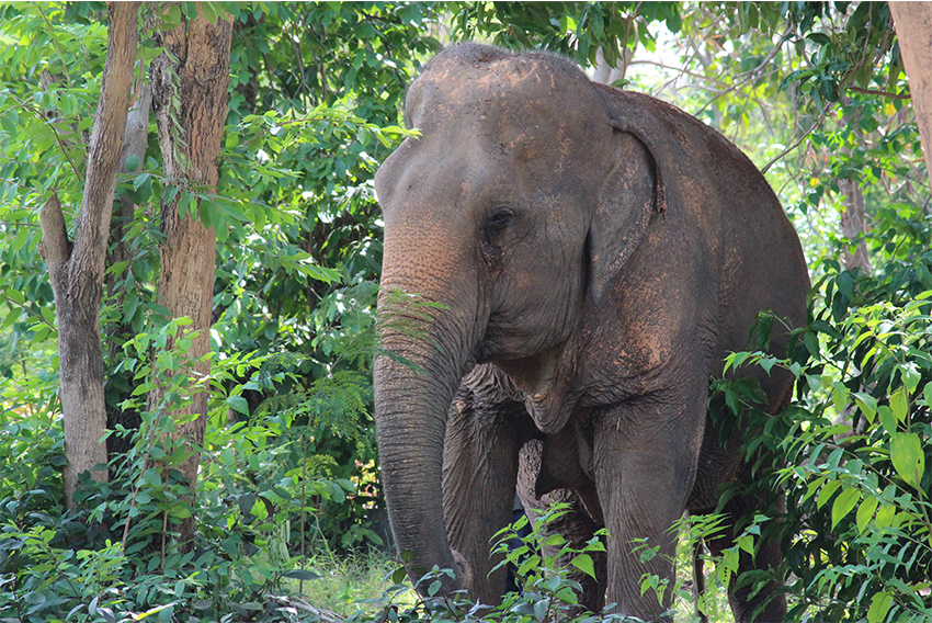 Photo faite dans un sanctuaire d'éléphants en Thailande